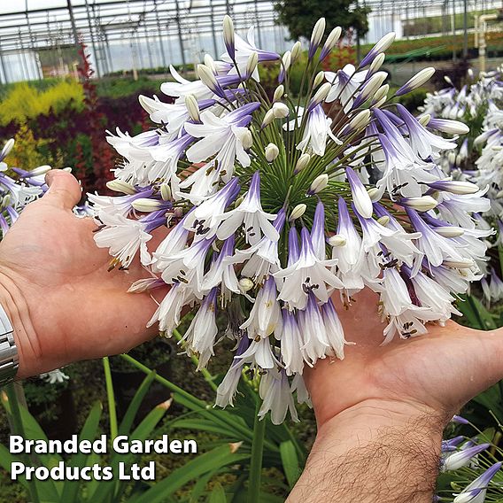 Agapanthus 'Fireworks'