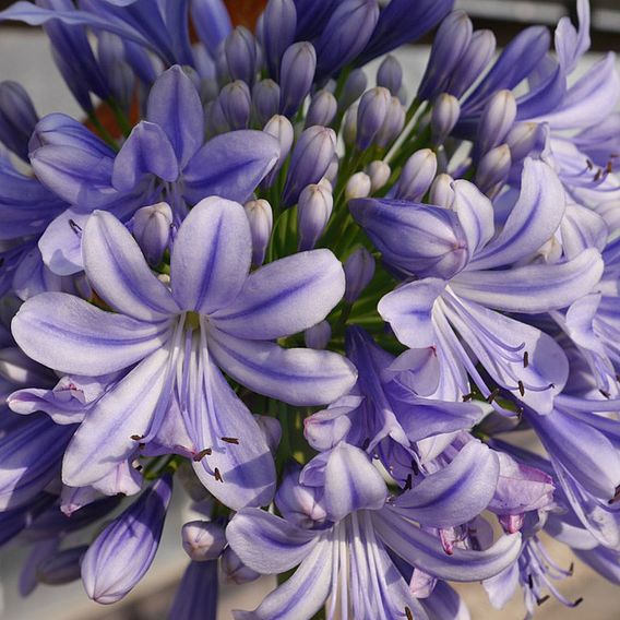 Agapanthus 'Full Moon'