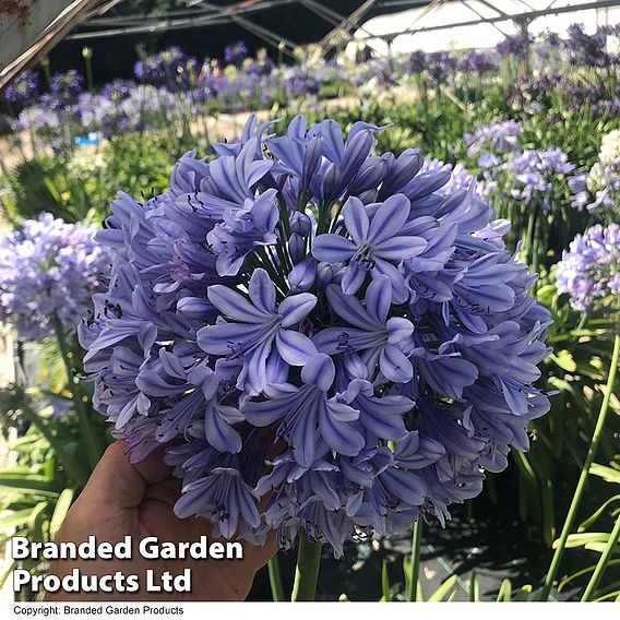 Agapanthus 'Full Moon'