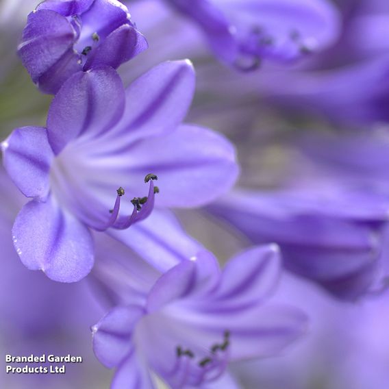 Agapanthus 'Jacaranda'