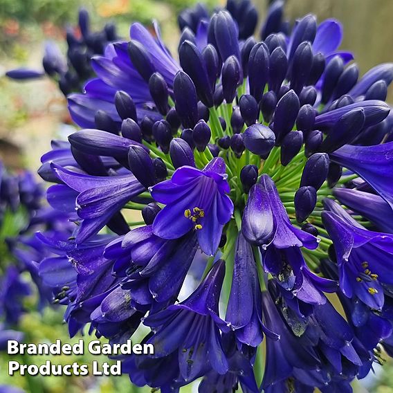 Agapanthus 'Midnight Sky'