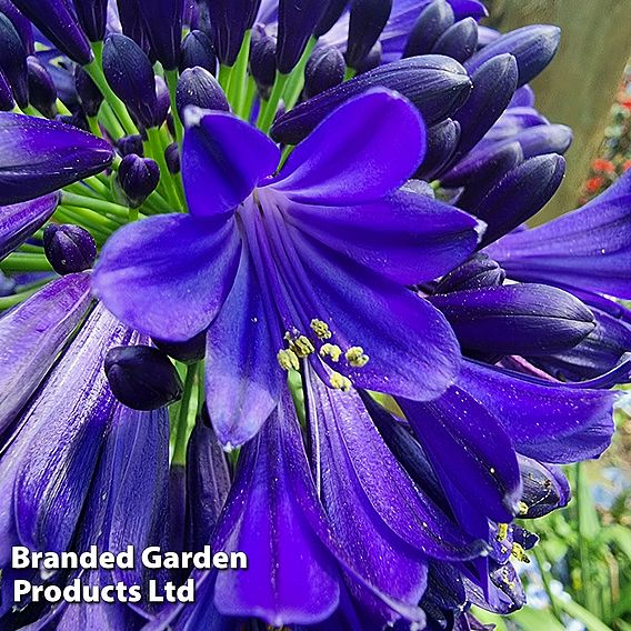 Agapanthus 'Midnight Sky'