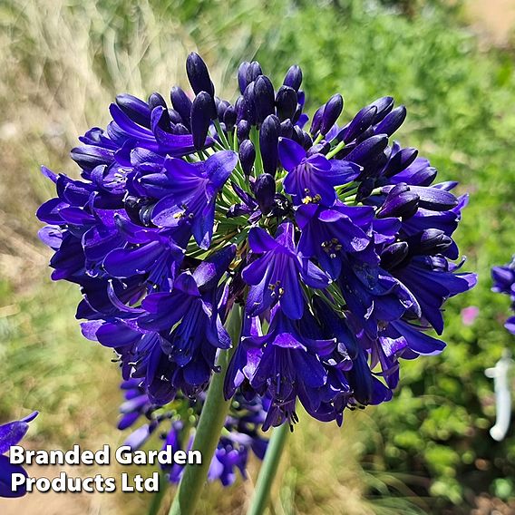 Agapanthus 'Midnight Sky'