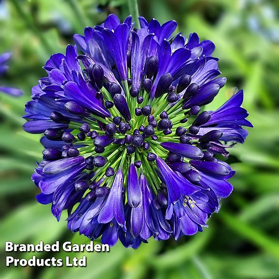 Agapanthus 'Midnight Sky'