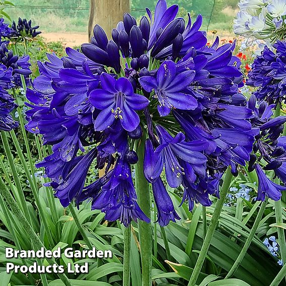 Agapanthus 'Midnight Sky'