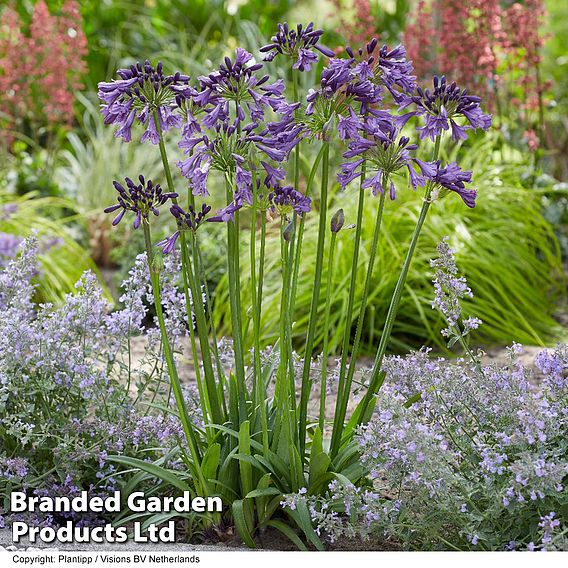 Agapanthus Patio Pot Duo