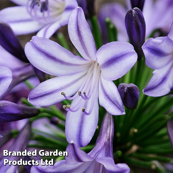 Agapanthus 'Poppin' Star'