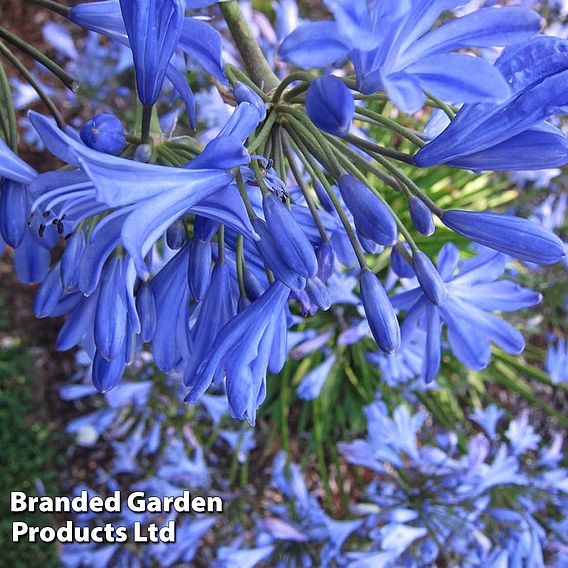 Agapanthus 'Seastorm'