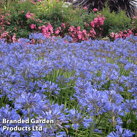 Agapanthus 'Seastorm'