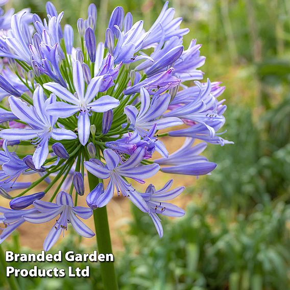 Agapanthus 'Sweet Surprise'