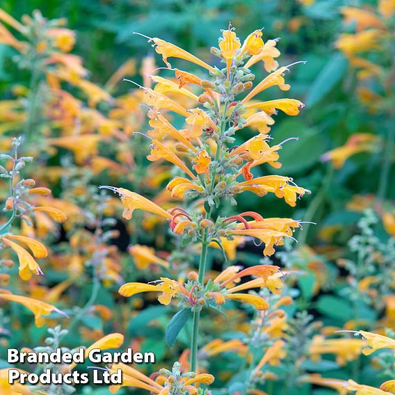 Agastache aurantiaca 'Apricot Sprite'