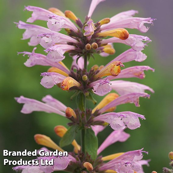 Agastache 'Arizona 'Sunset' - Seeds