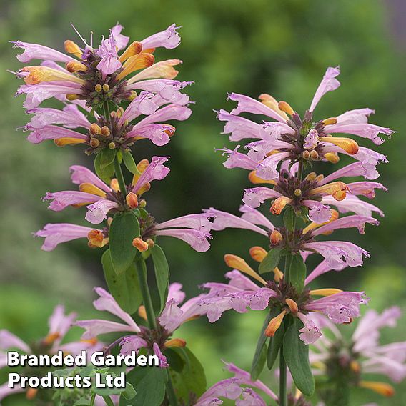 Agastache 'Arizona 'Sunset' - Seeds