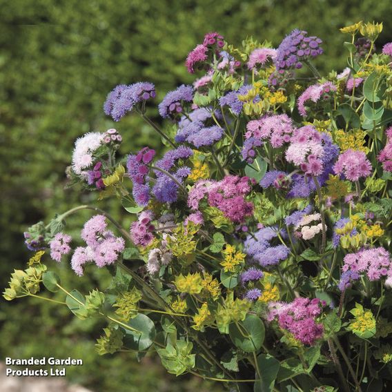 Ageratum 'Timeless Mix' - Seeds