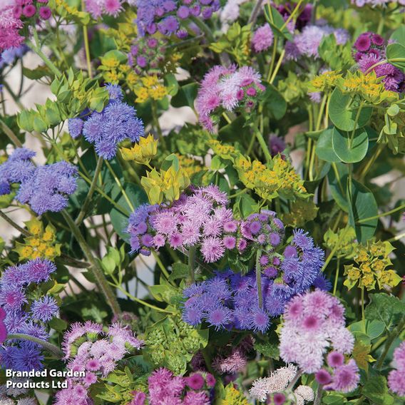 Ageratum 'Timeless Mix' - Seeds