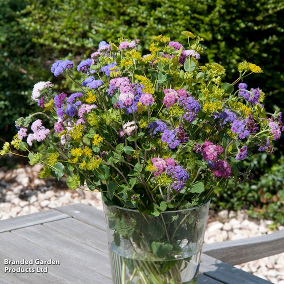 Ageratum 'Timeless Mix' - Seeds