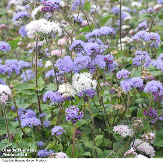 Ageratum 'Timeless Mix' - Seeds