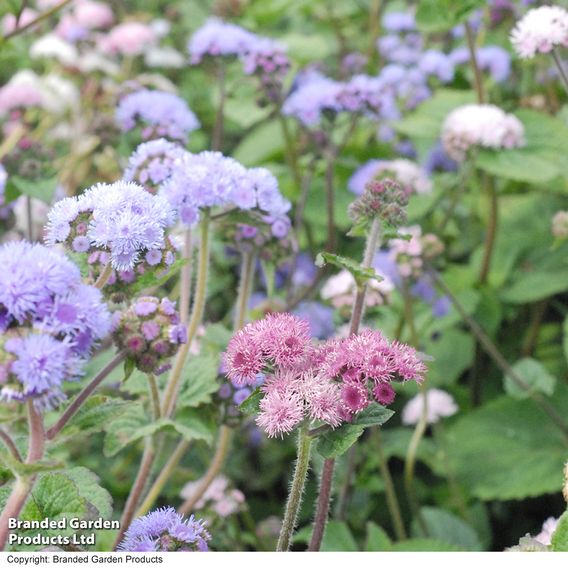 Ageratum 'Timeless Mix' - Seeds