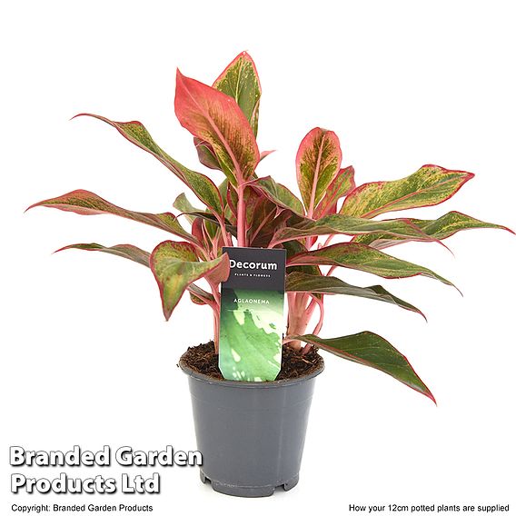 Aglaonema 'Crete'