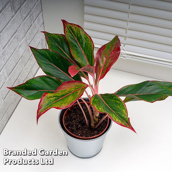 Aglaonema 'Crete'