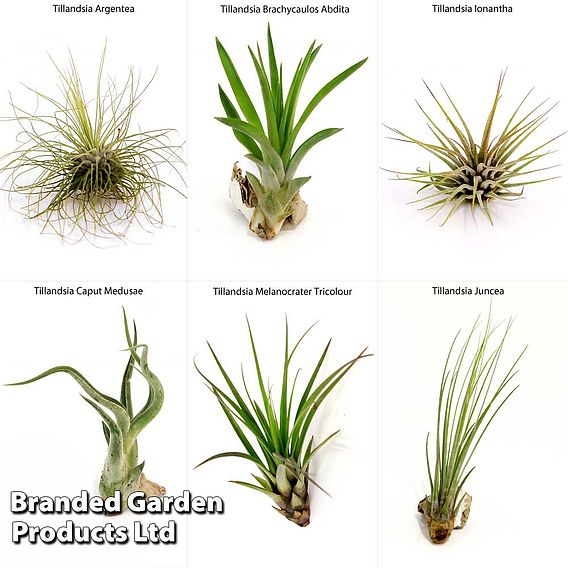 Air Plant Variety Collection