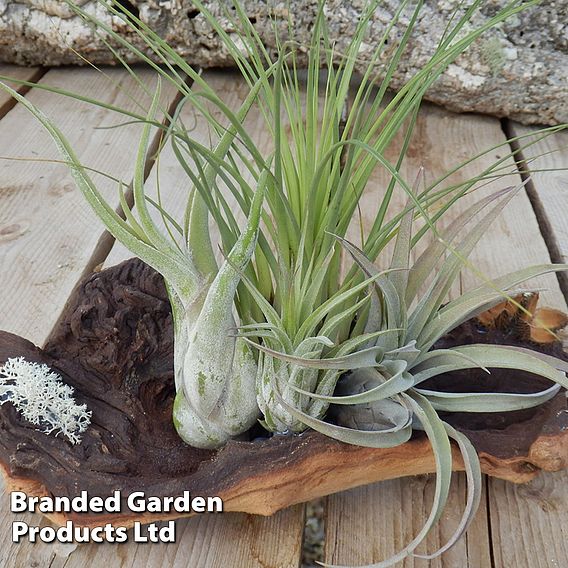 Air Plant on Bog Wood