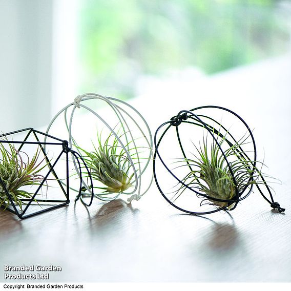 Hanging Air Plant (Tillandsia) - Gift