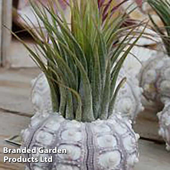 Air Plant (Tillandsia) in Sputnik Sea Urchin