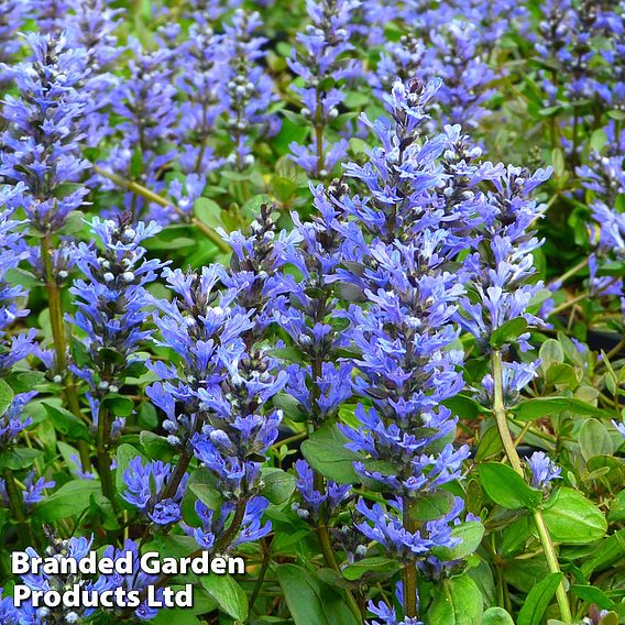 Ajuga reptans 'Chocolate Chip'