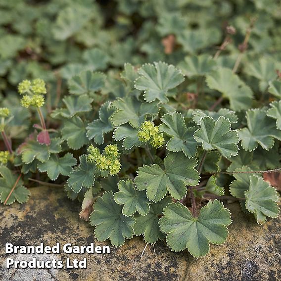 Alchemilla erythropoda