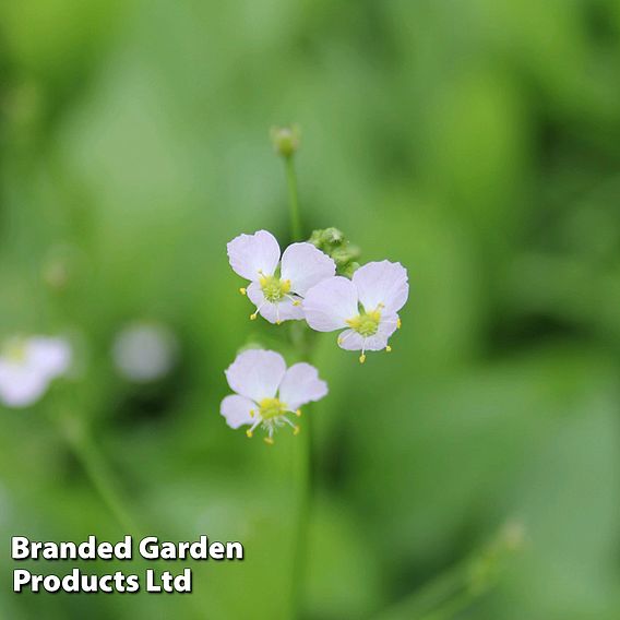 Alisma plantago-aquatica (Marginal Aquatic)