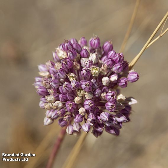 Bumper Allium Collection