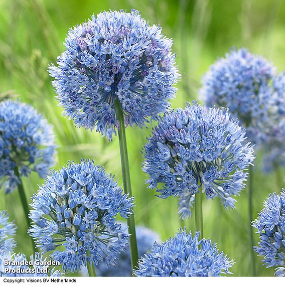 Allium caeruleum