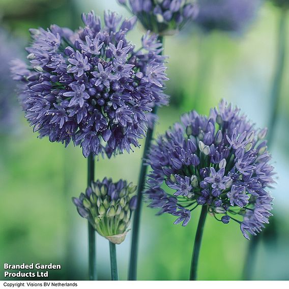 Allium caeruleum