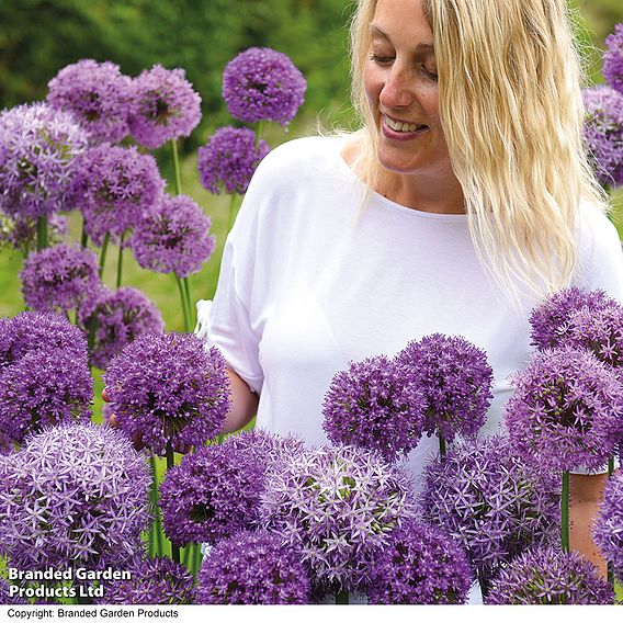 Allium Cut Flower Collection