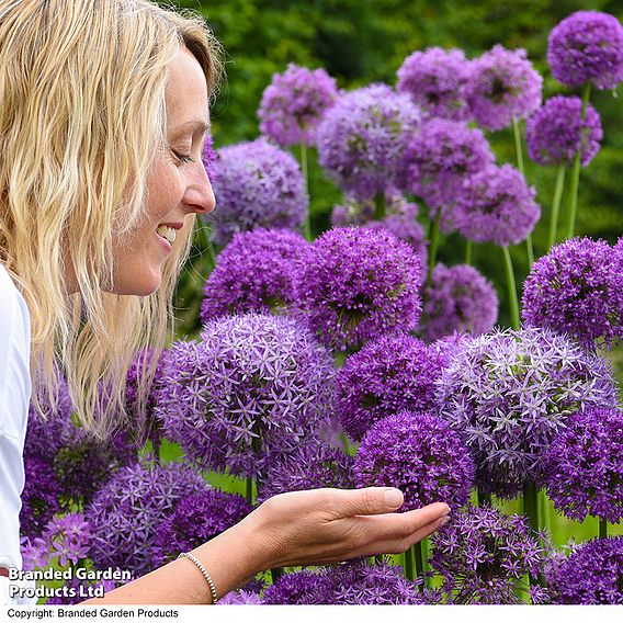 Allium Cut Flower Collection