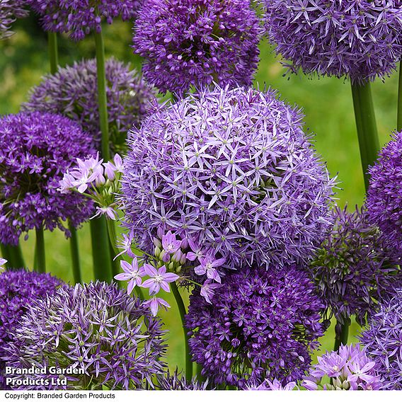 Allium Cut Flower Collection