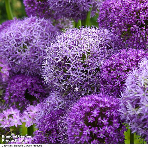 Allium Cut Flower Collection