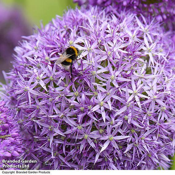 Allium Cut Flower Collection