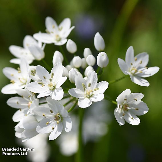 Bumper Allium Collection