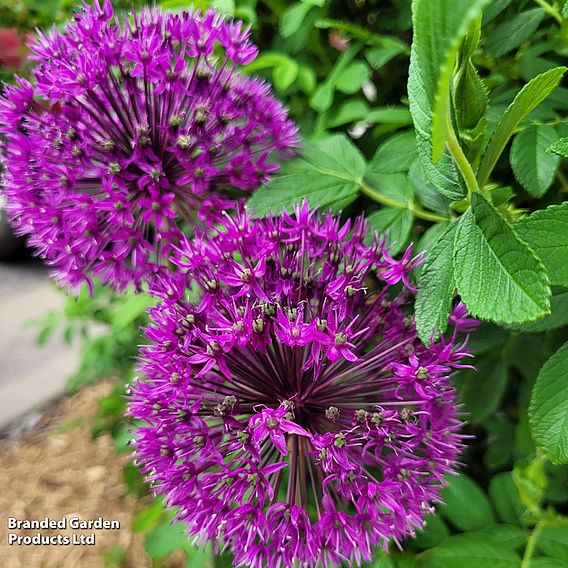 Allium 'Giant Collection'