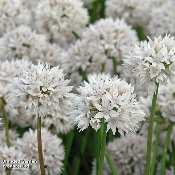 Allium Mix