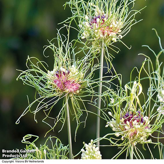 Allium 'Hair'