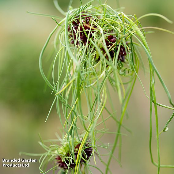 Allium 'Hair'