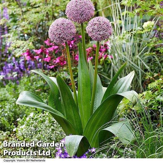 Allium 'Lucky Balloons'