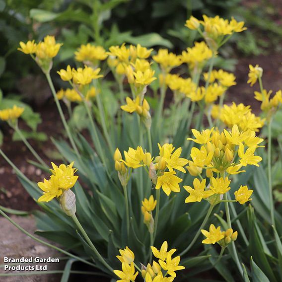 Spring Bulb Collection