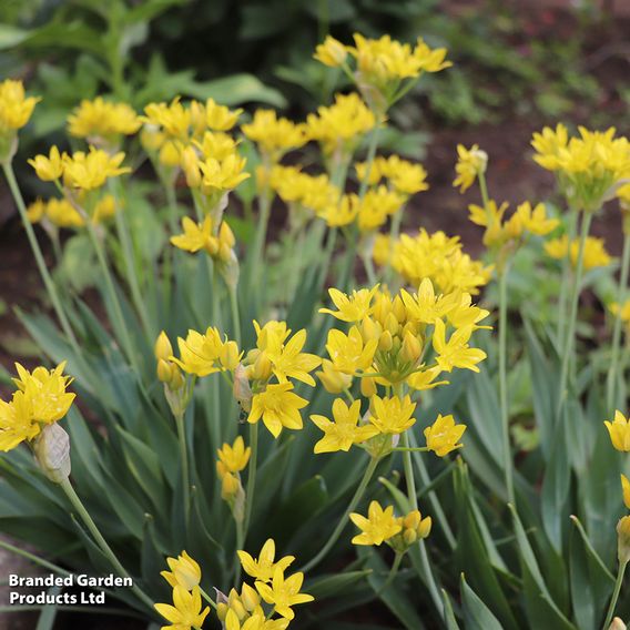 500 Bumper Spring Bulb Collection