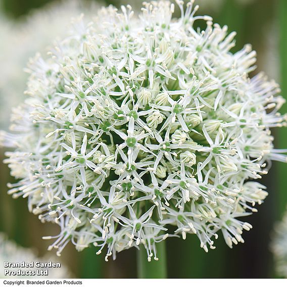 Allium 'Giant Collection'