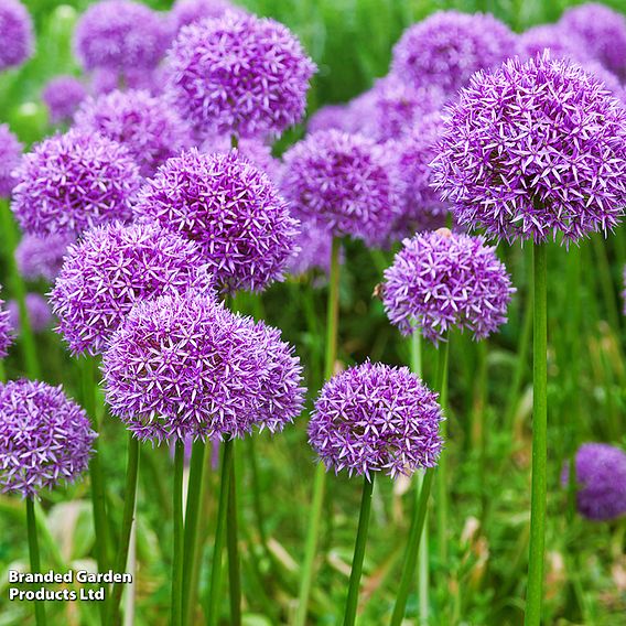 Allium Mix