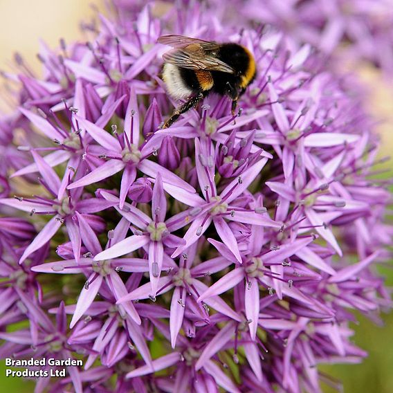 Allium 'Purple Sensation'